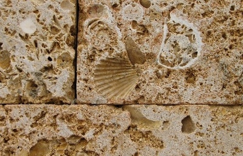 Дагестанский ракушечник, фото текстуры камня 